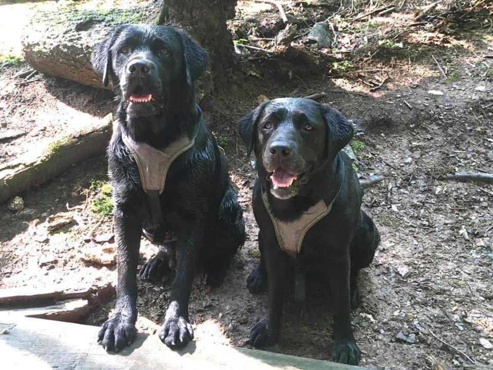 Kellerstoeckl-Am-Veganen-Bio-Lebenshof-Nur-Fuer-Hundefreunde-Empfohlen Villa Sulb Exterior foto