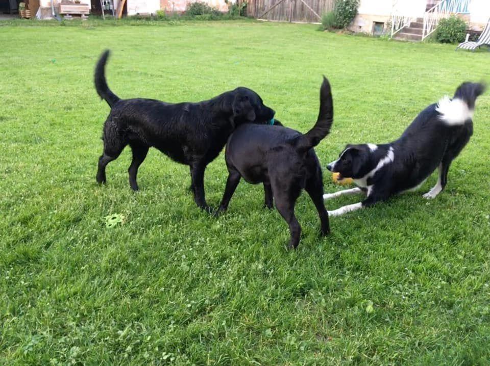 Kellerstoeckl-Am-Veganen-Bio-Lebenshof-Nur-Fuer-Hundefreunde-Empfohlen Villa Sulb Exterior foto