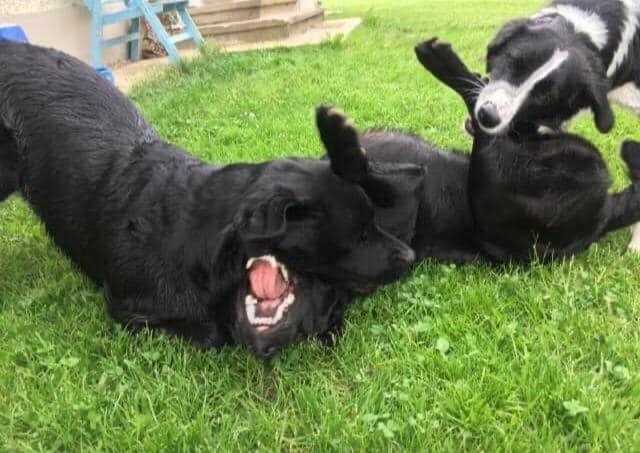 Kellerstoeckl-Am-Veganen-Bio-Lebenshof-Nur-Fuer-Hundefreunde-Empfohlen Villa Sulb Exterior foto