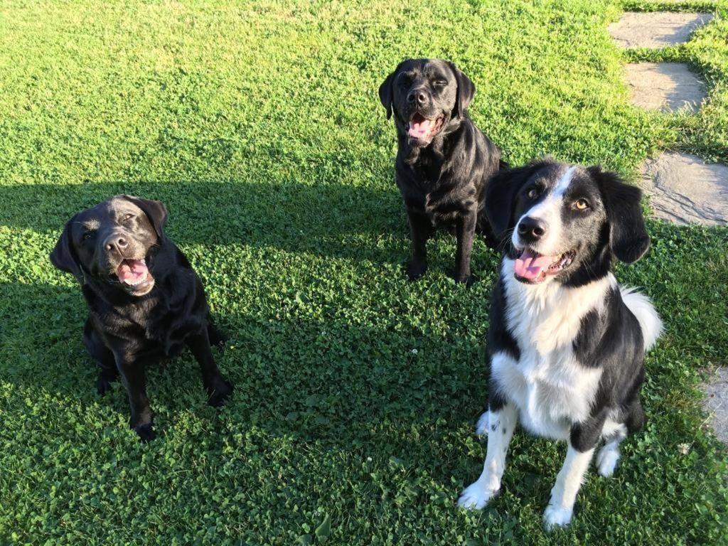 Kellerstoeckl-Am-Veganen-Bio-Lebenshof-Nur-Fuer-Hundefreunde-Empfohlen Villa Sulb Exterior foto