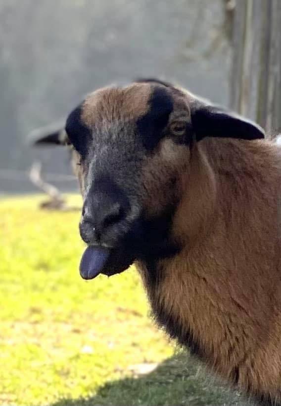 Kellerstoeckl-Am-Veganen-Bio-Lebenshof-Nur-Fuer-Hundefreunde-Empfohlen Villa Sulb Exterior foto